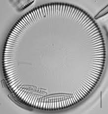 Image result for Dicoma arenaria