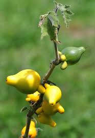 Image result for Solanum mammosum