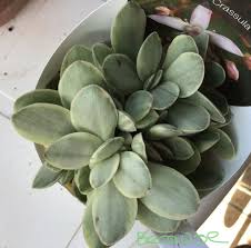 Image result for Crassula globularioides