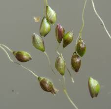 Image result for Panicum brevifolium