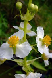 Image result for Aeollanthus breviflorus