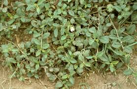 Image result for Sida serratifolia
