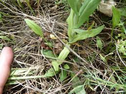 Image result for Turritis glabra