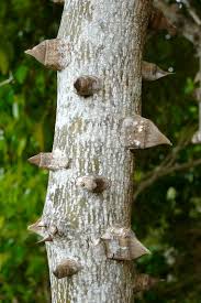 Image result for Zanthoxylum lindense