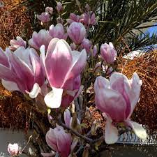 A city this big surely has an abundant source of flowers to be catered to everyone all year round. Springtime With Magnolias In Turkey Magnolia Tulip Trees On The Kickingbird In Edmond Ok We Have Them Beautiful Flowers Magnolia Trees Magnolia Blossom