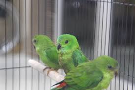 Jan 17, 2018 · jenis burung serindit ini dibedakan atas persebarannya di indonesia, yang paling populer adalah dari jawa dan malaysia. Satwa Dilindungi Gagal Badan Karantina Pertanian Facebook