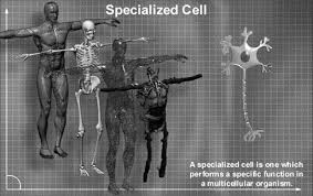 Which of the following isnt a characteristic of ctenophores. Https Mdc Edu Wolfson Sciencecenter Docs Biology Test1 Insidethecell Pdf