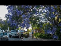 Image result for Jacaranda mimosifolia