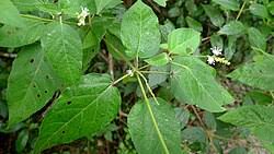 Image result for Croton madandensis