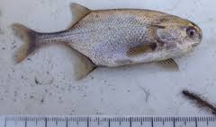 Image result for Jatropha botswanica