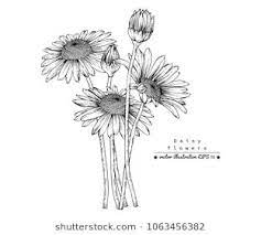 Flower Drawings Daisy Flowers By Hand Drawn With Line Art On White Backgrounds Vector Illustration Flower Drawing Daisy Flower Drawing Daisy Flower Tattoos