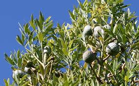 Image result for Agathis