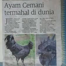 • jika anda perasan yang sugar glider anda kurang makan dari biasa (dilihat melalui mangkuk makanan yang hampir tidak disentuh atau makanan diambil hanya sedikit) anda boleh melakukan satu ujian yang dipanggil 'camp test' ke atas sugars anda. Sd Pet Exo Habitat Beitrage Facebook