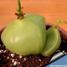 Image result for Volusia amboinensis