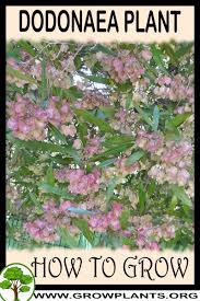 Image result for Dodonaea