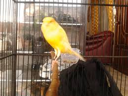 Download suara burung kenari ys / yorkshire gratis. 2014 Kenari Bali Page 6