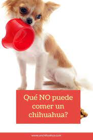 Que No Puede Comer Un Perro Chihuahua Un Chihuahua En 2021 Perros Chihuahua Perros Chihuahua