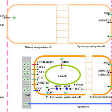 Check spelling or type a new query. K Na Homeostasis In Higher Plants Plant Root Cells Generally Download Scientific Diagram