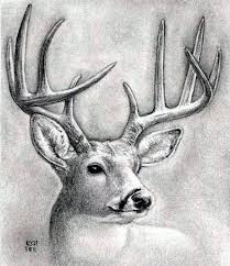 Check spelling or type a new query. How To Draw A Deer Head Buck Dear Head Step By Step Drawing Guide By Finalprodigy Dragoart Com
