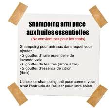 Quelles Huiles Essentielles Contre Les Puces Huiles Essentielles Aromatherapie Huile Essentielle Anti Puce Anti Puce Huiles Essentielles