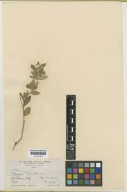 Image result for Polygala melilotoides