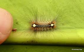Black And Yellow Hairy Caterpillar Hairy Caterpillar Caterpillar Hairy Creepy Crawlies