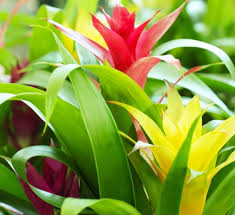 Image result for Bromeliaceae