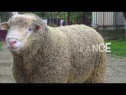 Razze di pecore da carne. Razze Da Carne Le 11 Razze Ovine Piu Belle Del Mondo Youtube