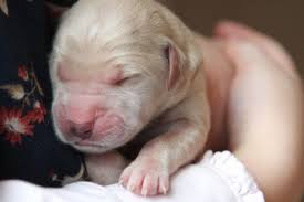 Maybe you would like to learn more about one of these? Sweet Snuggles For Akc Golden Retriever Puppy Raised By Holistic New England Breeders Of Akc Golden Retrievers Windy Knoll Golden Retrievers