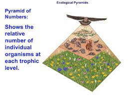 Chapter 3 5 Lecture- Ecology Population Growth Ecological Pyramid Life Science Lessons Pyramids
