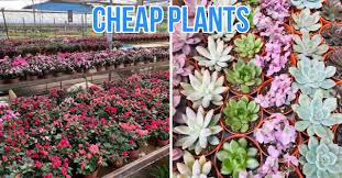 I am about too start a small scaled plant nursery. 13 Plant Nurseries In Singapore For All Your Gardening Needs Sorted By Location