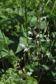 Image result for Blyxa hexandra