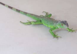 David, javi and luigi are always on hand for your every need. Tropical Iguana Care Sheet Petco