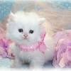 Add a fantastic feline background to your desktop or laptop. Https Encrypted Tbn0 Gstatic Com Images Q Tbn And9gcsumyswj9u2pmigtw Zihbs Gn6q5p3e72yqjvwwn8c961tz Ub Usqp Cau