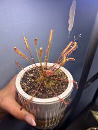 Image result for Rotala capensis