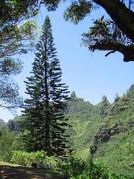 Image result for Araucaria columnaris