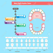 Baby Tooth Chart Illustration