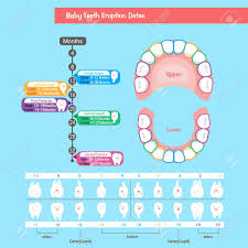 baby tooth chart illustration