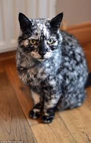 He has this unusually beautiful. It S Michael Catson Beloved Pet Scrappy Turns Black And White After Being Diagnosed With A Similar Skin Pigment Disorder To The King Of Pop Daily Mail Online