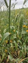 Image result for Phalaris