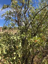 Image result for Lycium mascarenense