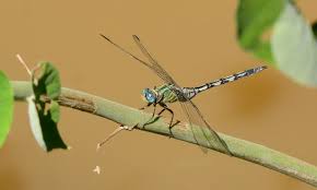 Image result for Trachyandra burkei