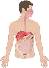 The human rib cage is a component of the human respiratory system. Surface Projection Of Digestive Tract On Thoracic Cage Transparent Organs Anatomytool