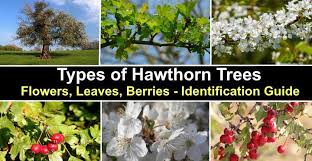 Flowering trees such as crape myrtle and magnolia can be magnificent additions to the residential landscape. Types Of Hawthorn Trees With Their Flowers And Leaves Pictures