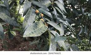 Image result for Putranjivaceae