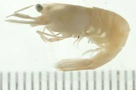 Image result for Secamone delagoensis