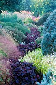 1,060 likes · 78 talking about this · 178 were here. River Of Heuchera Prince Coral Bells Foggy Bottom All Season S Bed Foggy Bottom Bressingham Gardens Norfolk Heuchera Beautiful Gardens Gorgeous Gardens