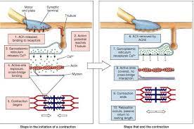 Notes Muscles Neuromuscular Junction Human Body Unit Study Muscular System