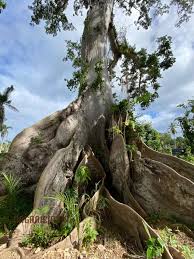 Image result for Ceiba pentandra