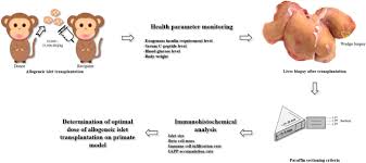 I will recommend you some ways to increase your level. Optimal Allogeneic Islet Dose For Transplantation In Insulin Dependent Diabetic Macaca Fascicularis Monkeys Scientific Reports